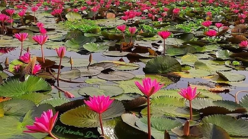 গাজীপুরে শাপলা বিলে নৌকা ডুবে দুই বন্ধুর মৃত্যু